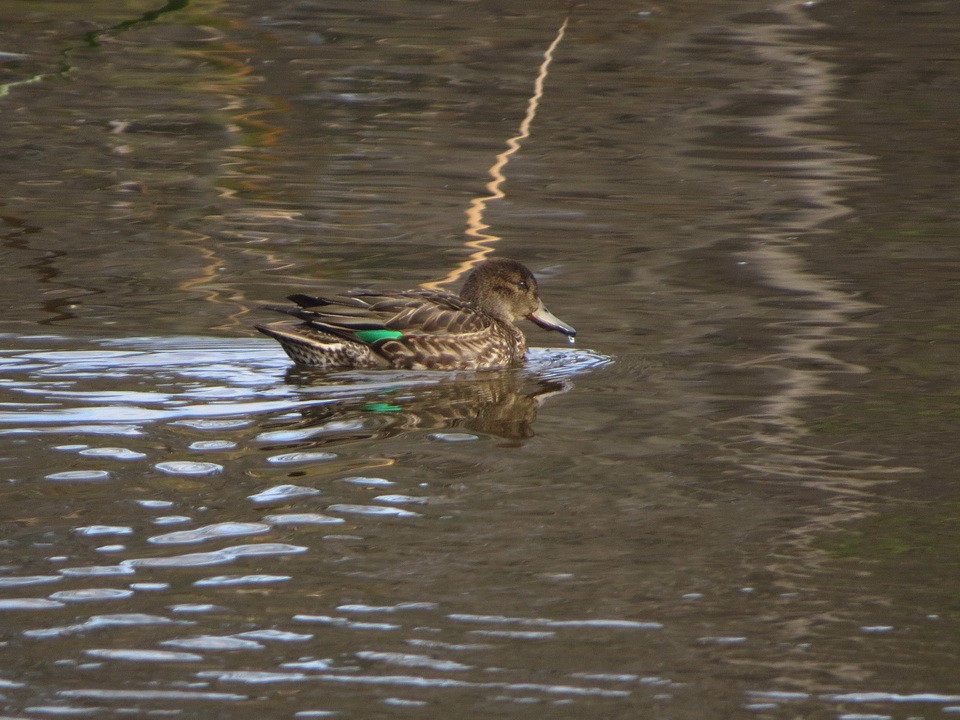 小水鴨 - ML646032299