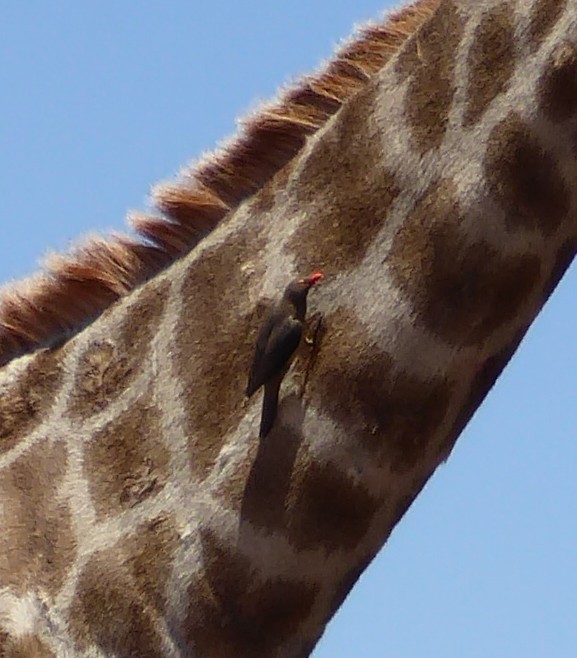 アカハシウシツツキ - ML646032300