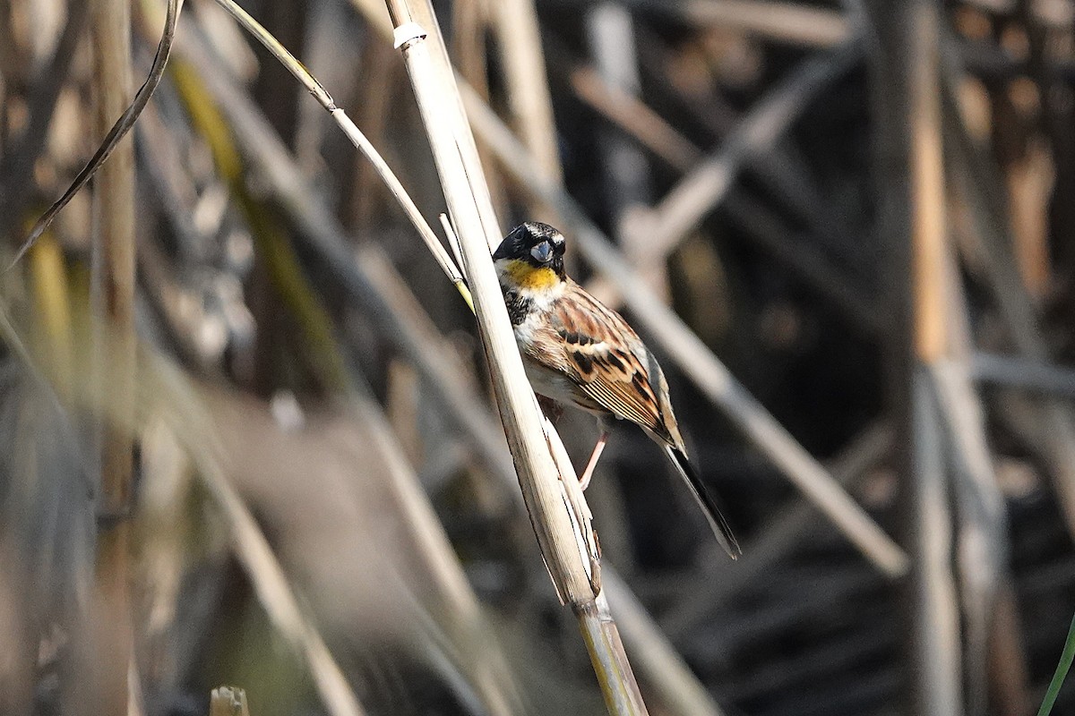 Yellow-throated Bunting - ML646032302