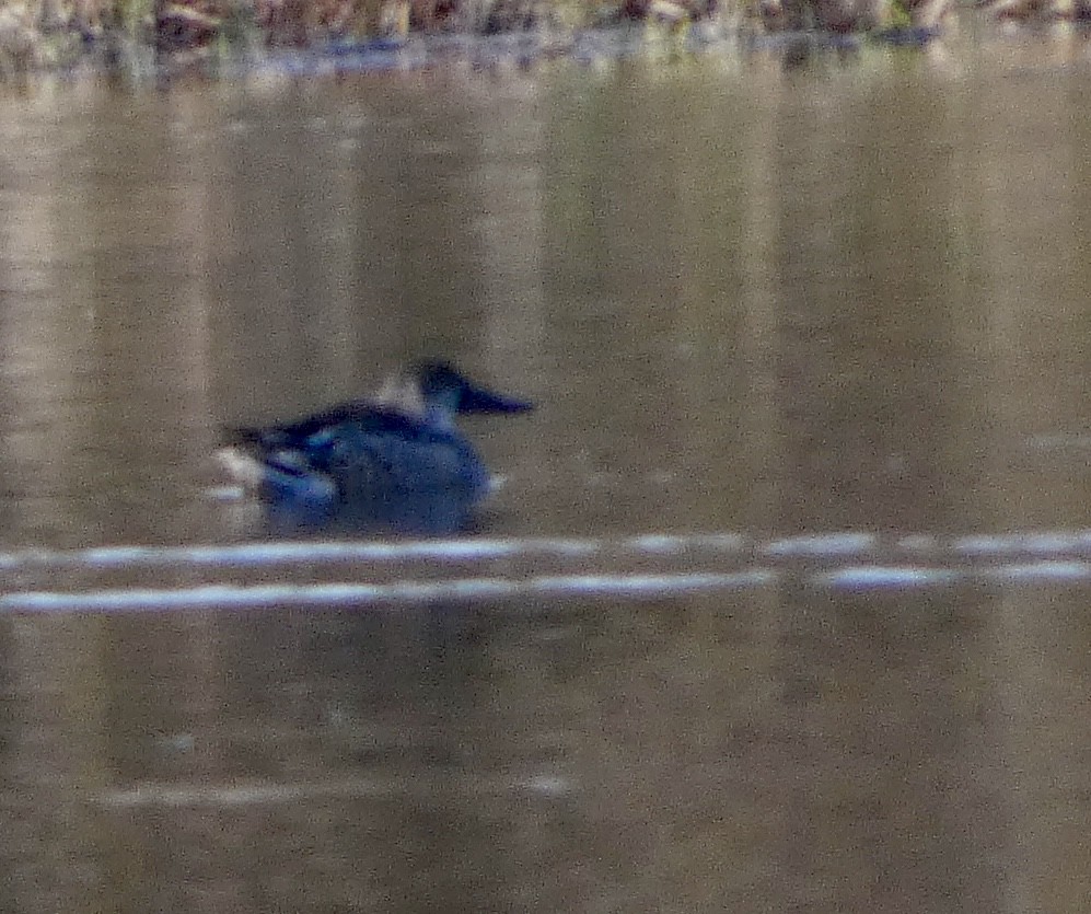 Northern Shoveler - ML646032303