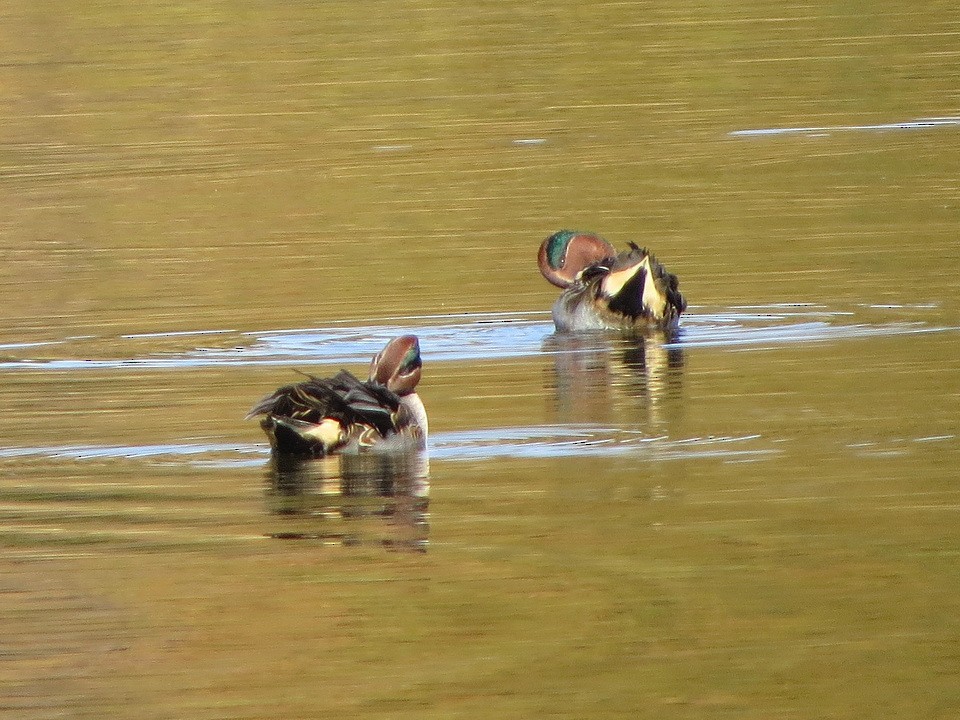 小水鴨 - ML646032306
