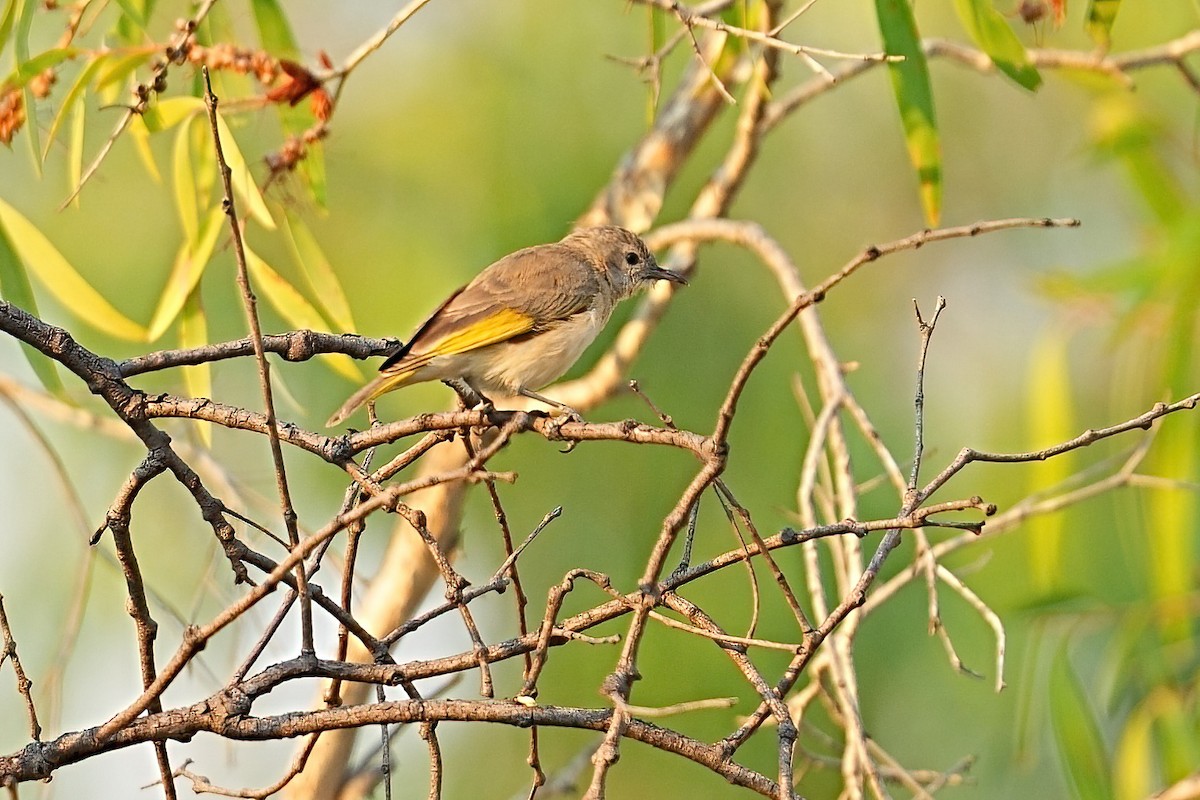 Rufous-throated Honeyeater - ML646032307