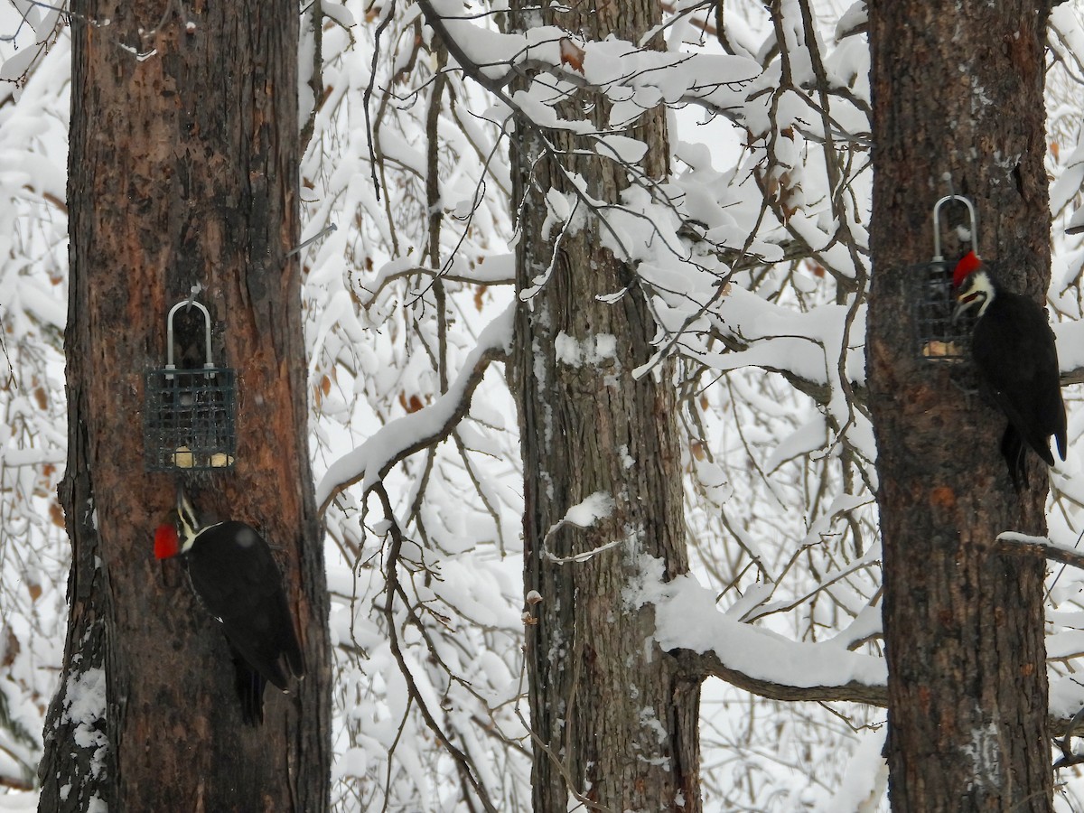 Жовна північна - ML646032308