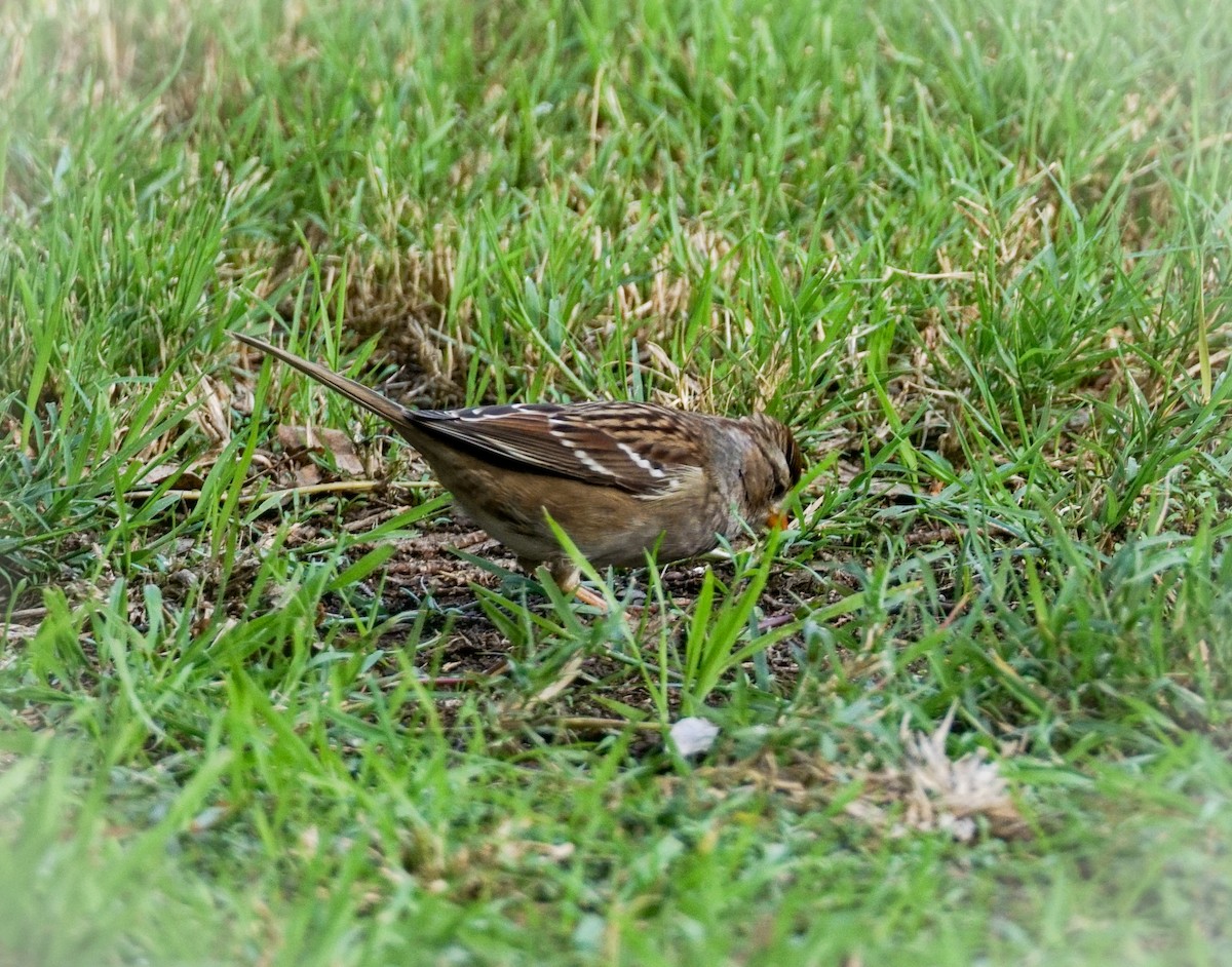 Porsuk Serçesi - ML646032311