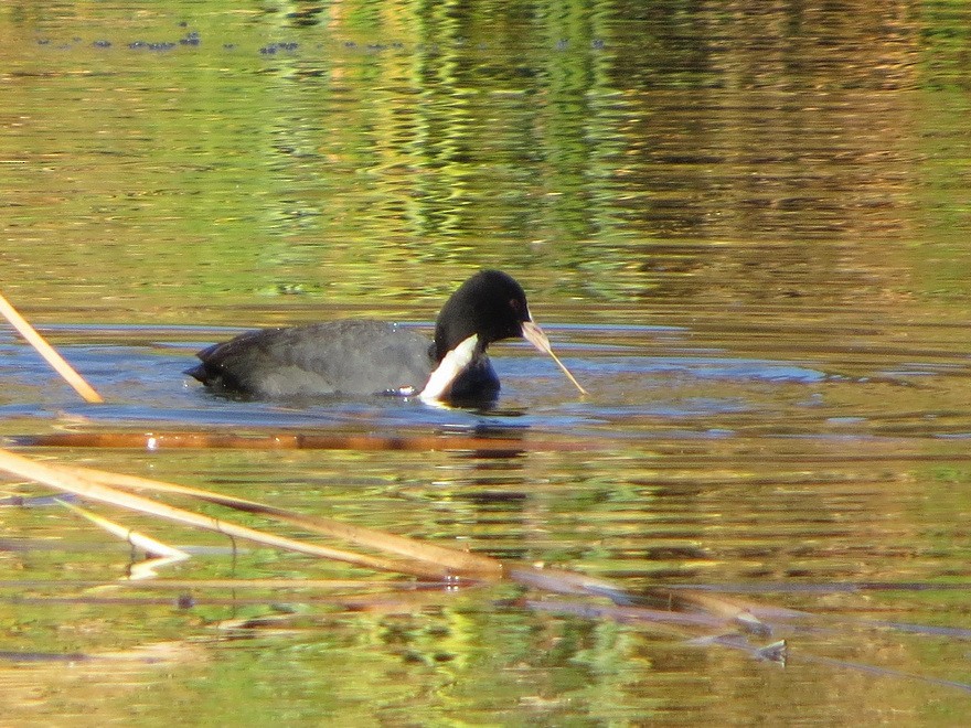 白冠雞 - ML646032312