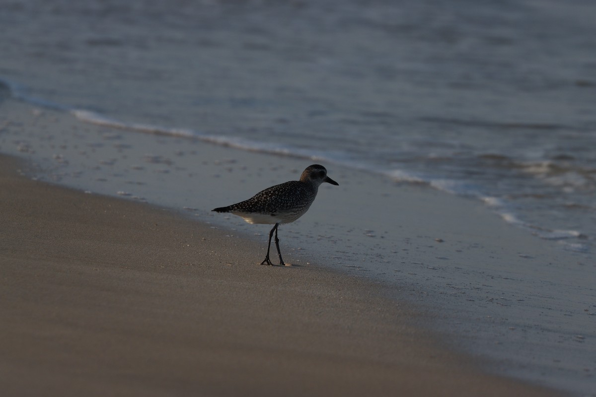 Сивка морська - ML646032313