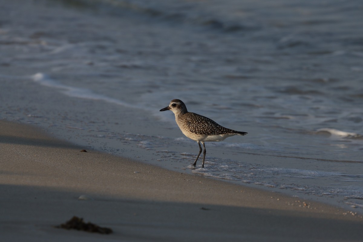 Сивка морська - ML646032314