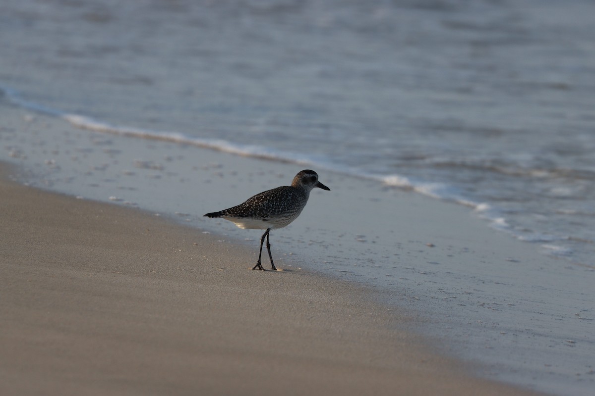 Сивка морська - ML646032315