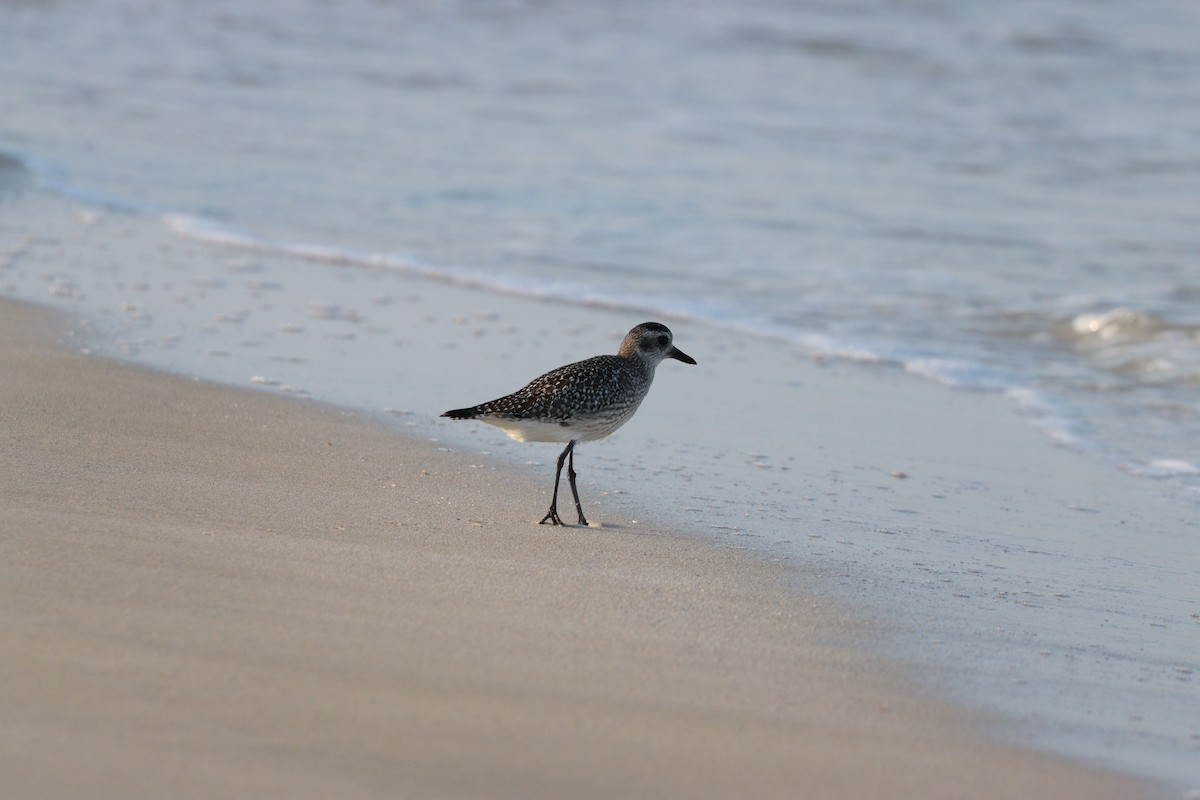 Сивка морська - ML646032316