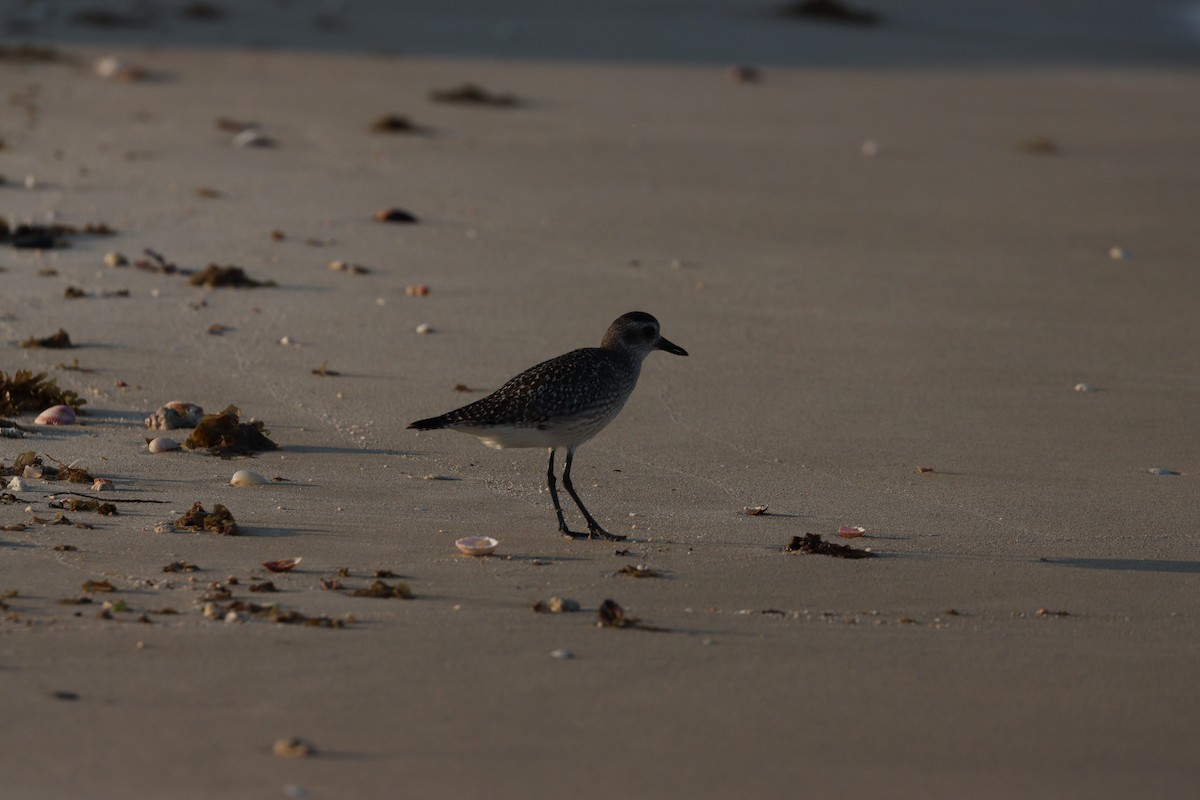 Сивка морська - ML646032317