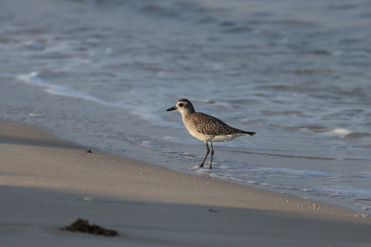 Сивка морська - ML646032318