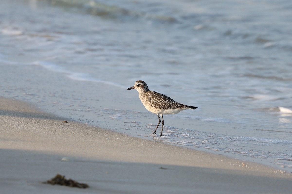 Сивка морська - ML646032319