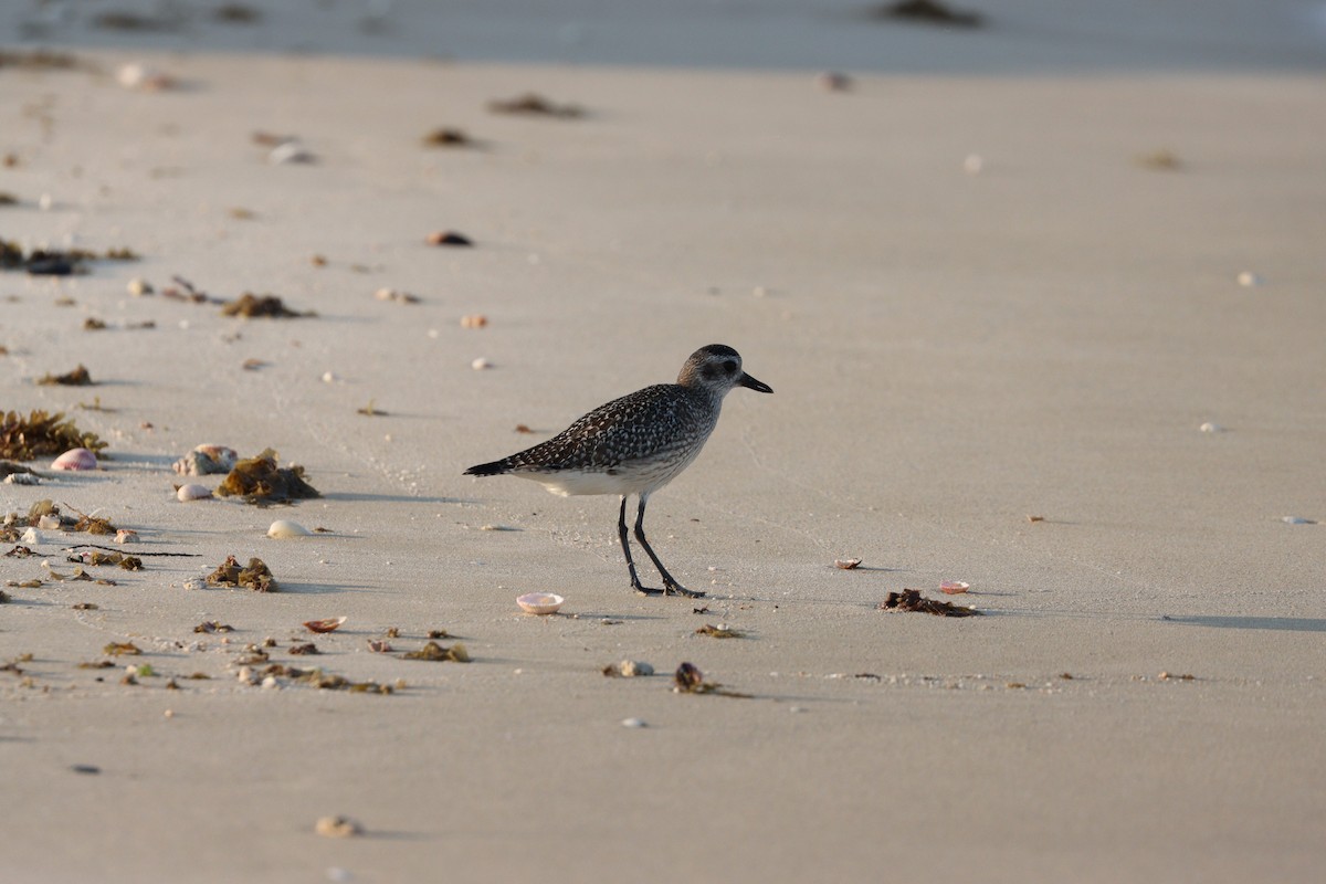 Сивка морська - ML646032320