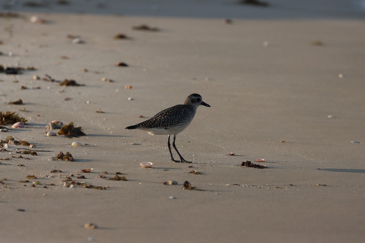 Сивка морська - ML646032321