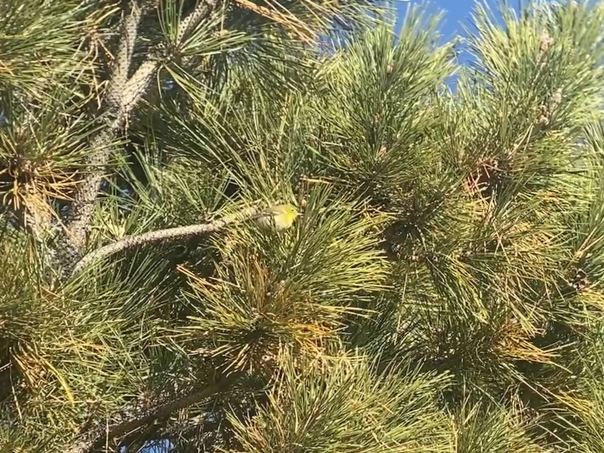 Pine Warbler - ML646032324