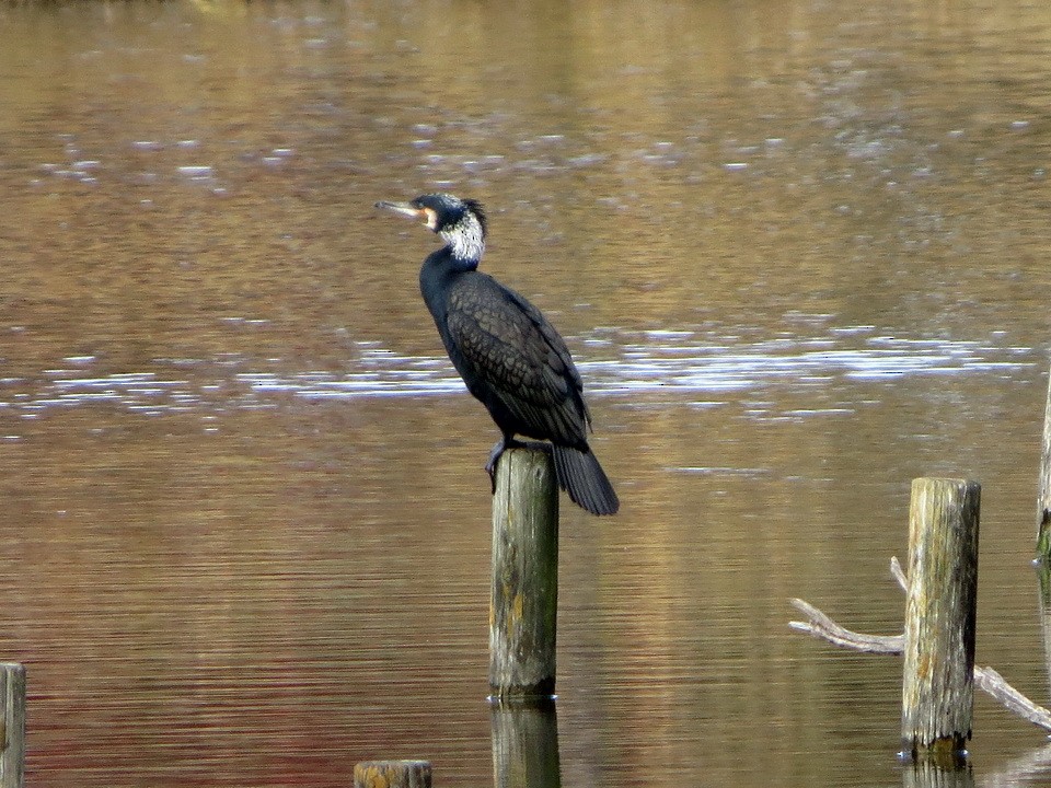 鸕鷀 - ML646032325