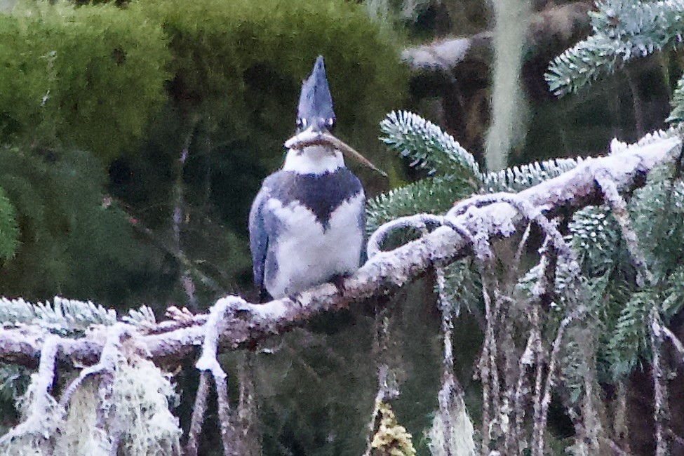 Рибалочка-чубань північний - ML646032327