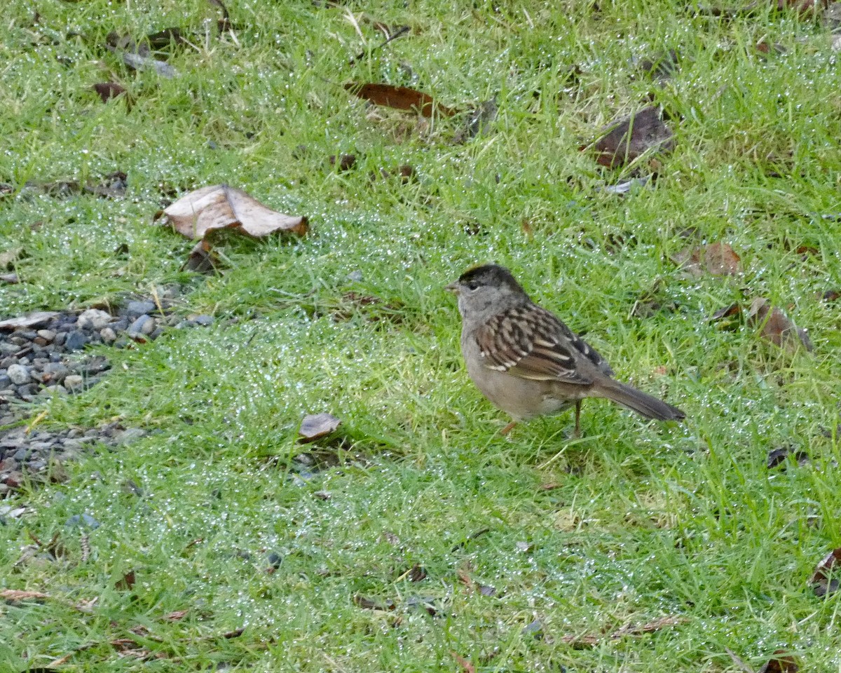 Бруант чорнобровий - ML646032328