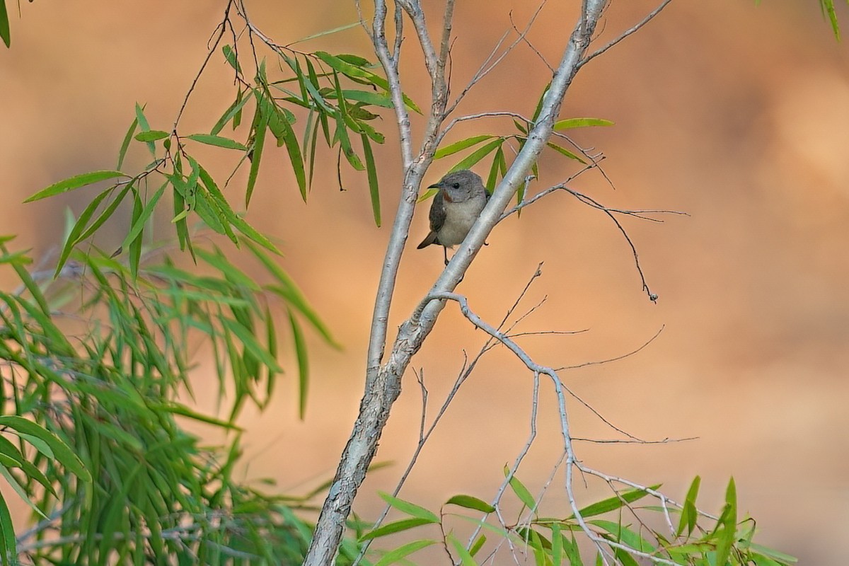 Мієлєро рудогорлий - ML646032330