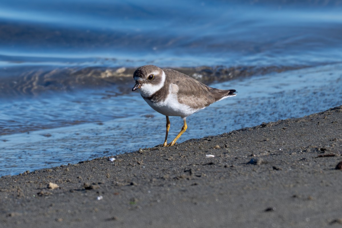 Пісочник канадський - ML646032331