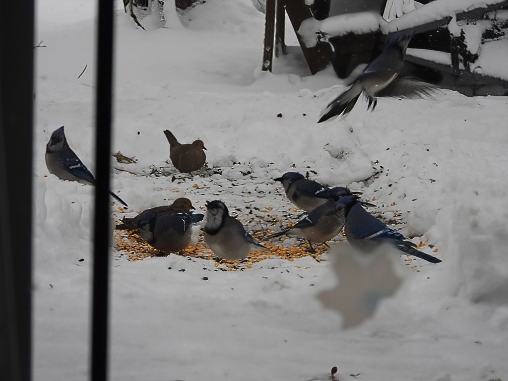 Сизойка блакитна - ML646032332