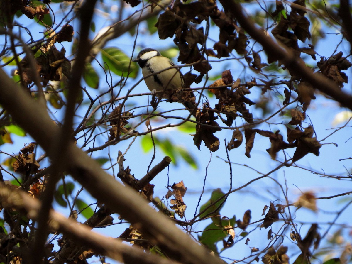 Asian Tit - ML646032333