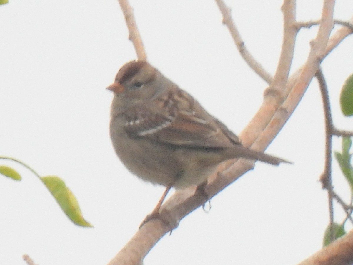 Бруант білобровий - ML646032334