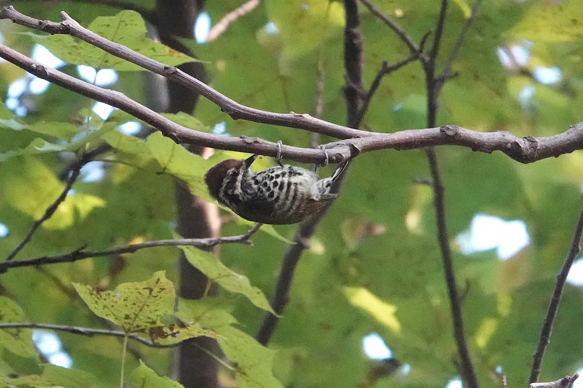 Добаш індійський - ML646032335