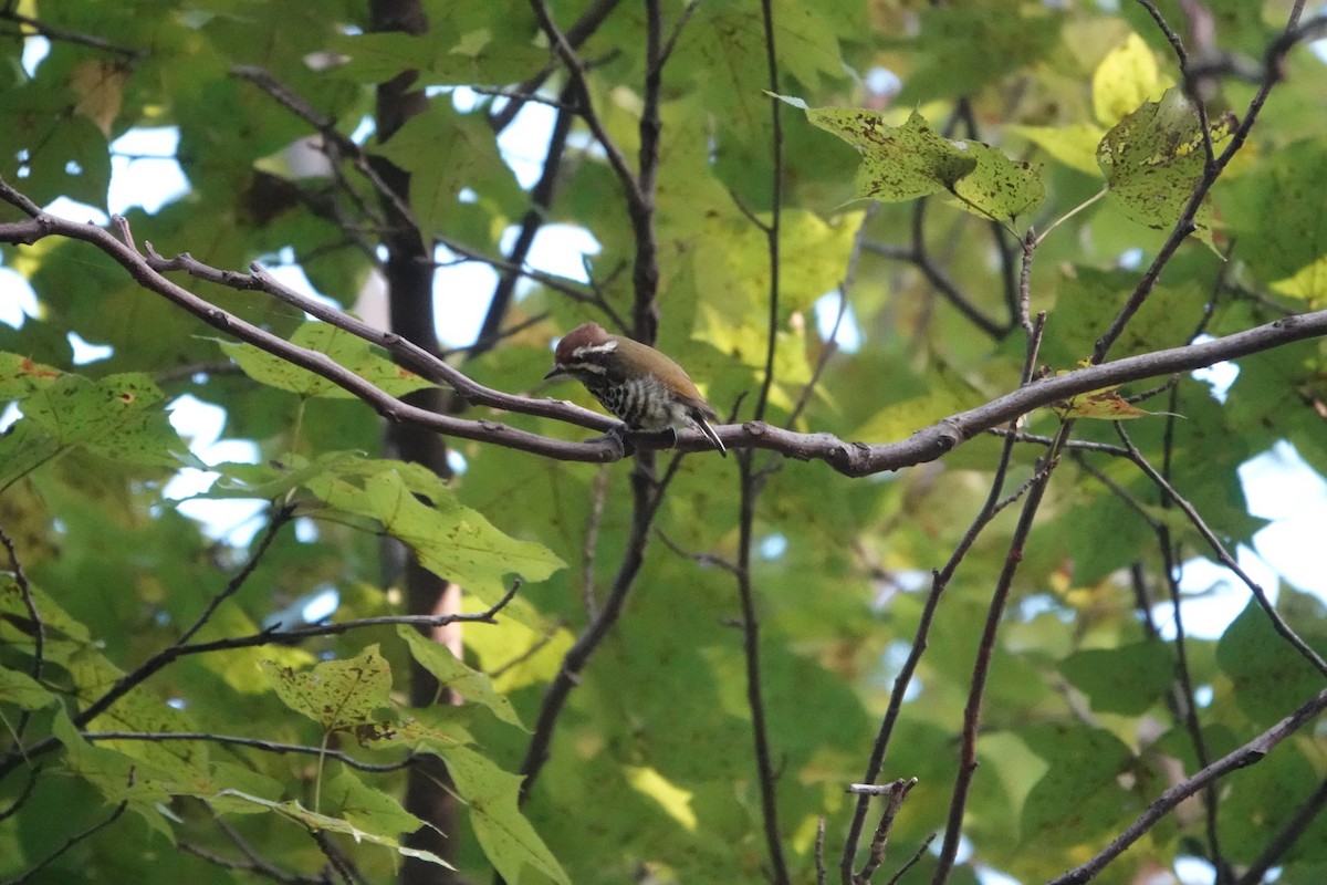 Добаш індійський - ML646032336