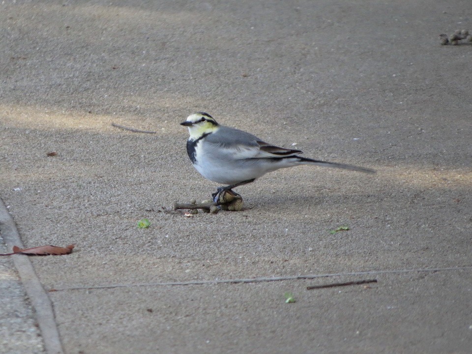 Плиска біла - ML646032338