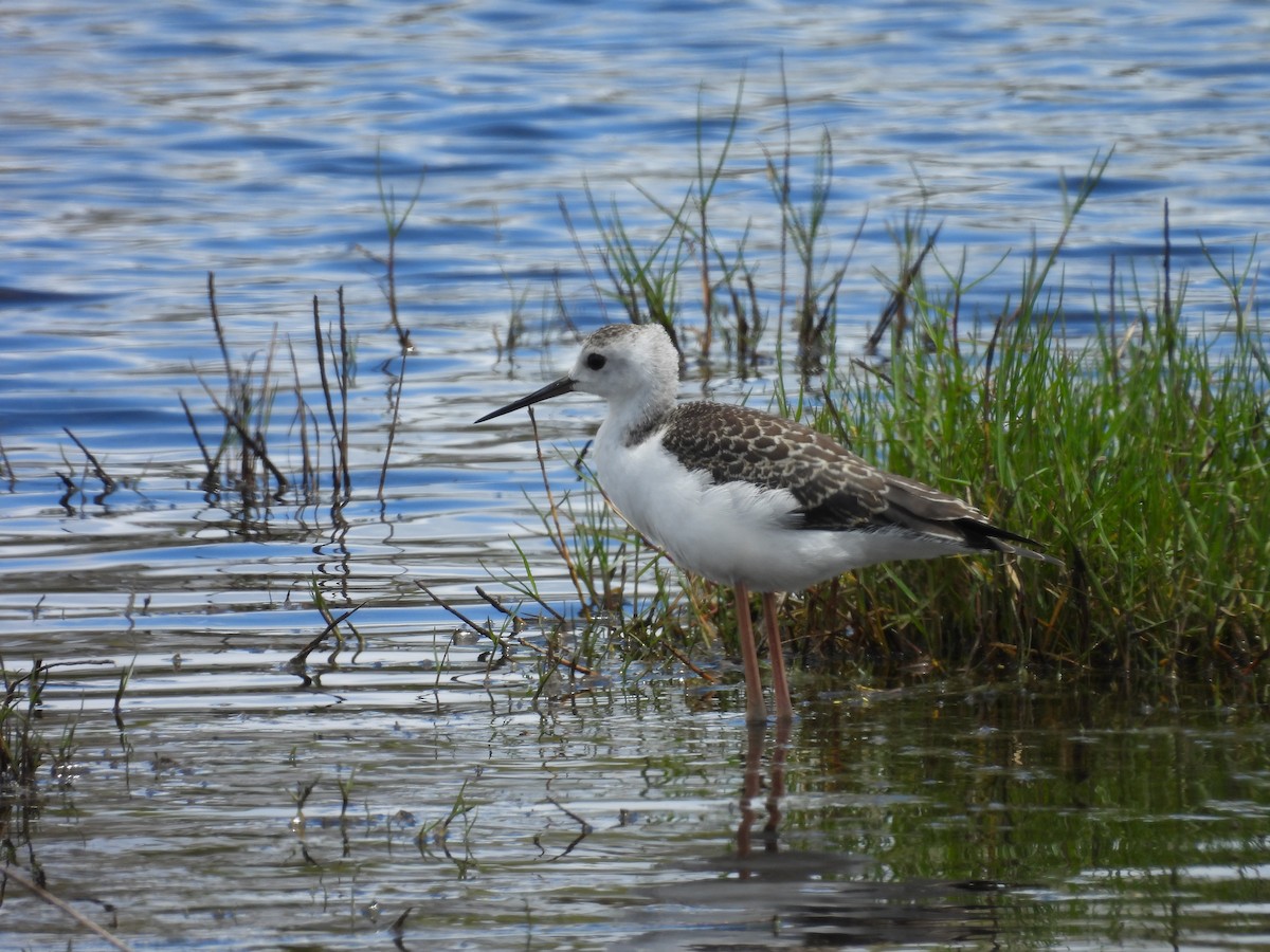 Кулик-довгоніг строкатий - ML646032340