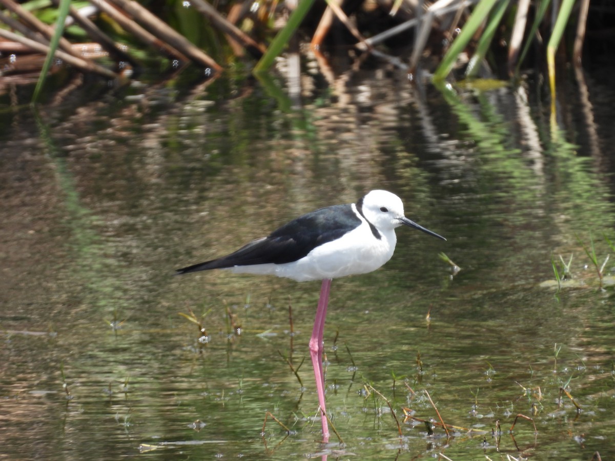 Кулик-довгоніг строкатий - ML646032341