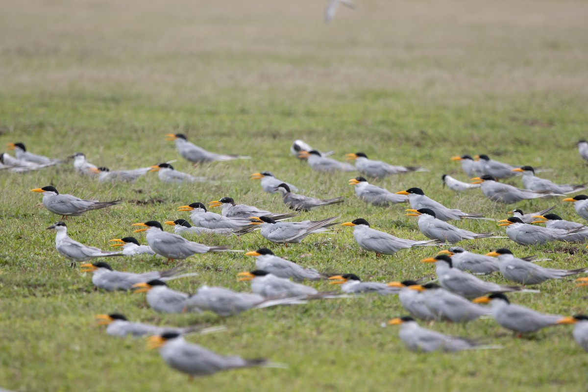 Крячок індійський - ML646032342