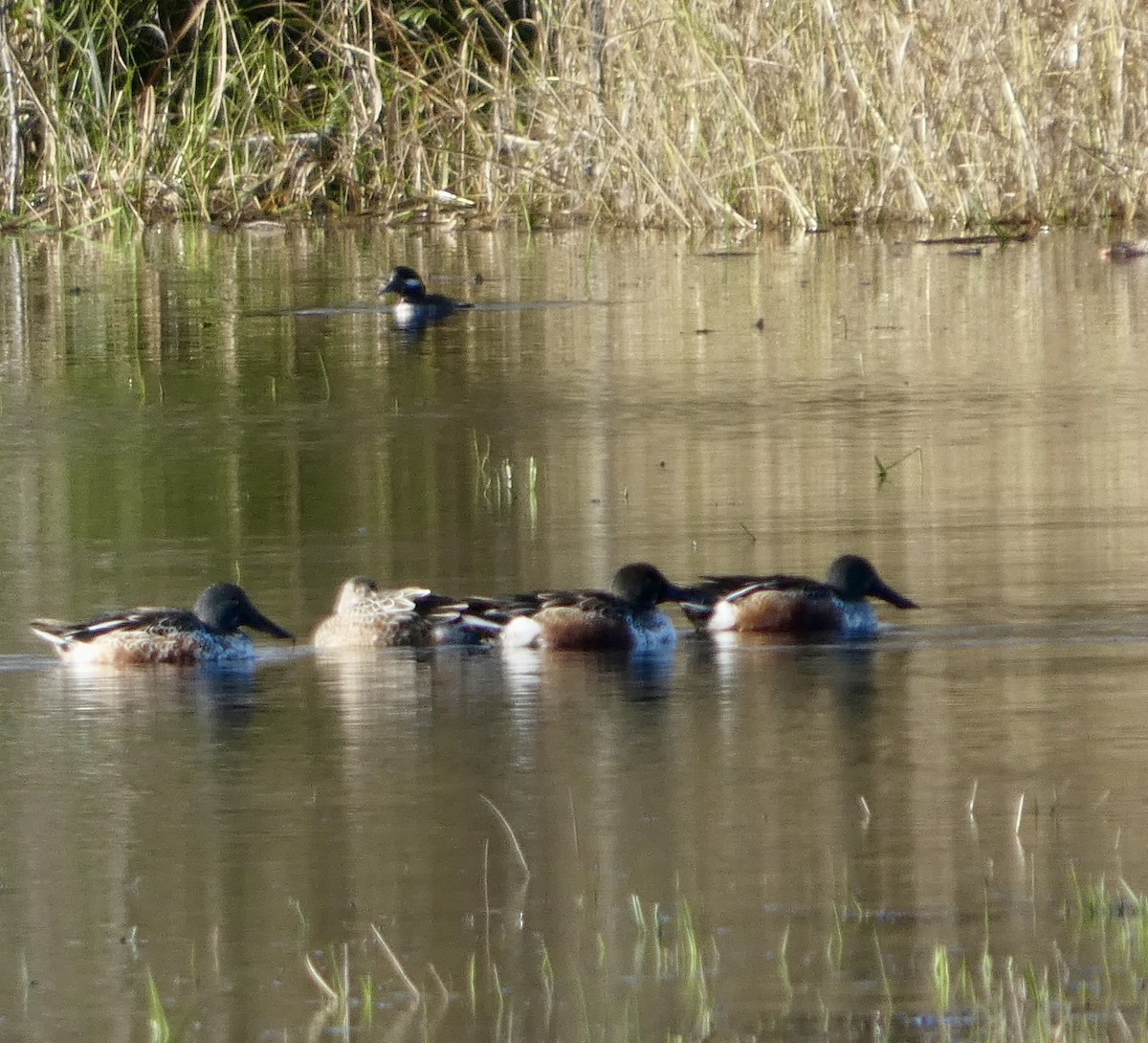 Широконіска північна - ML646032345