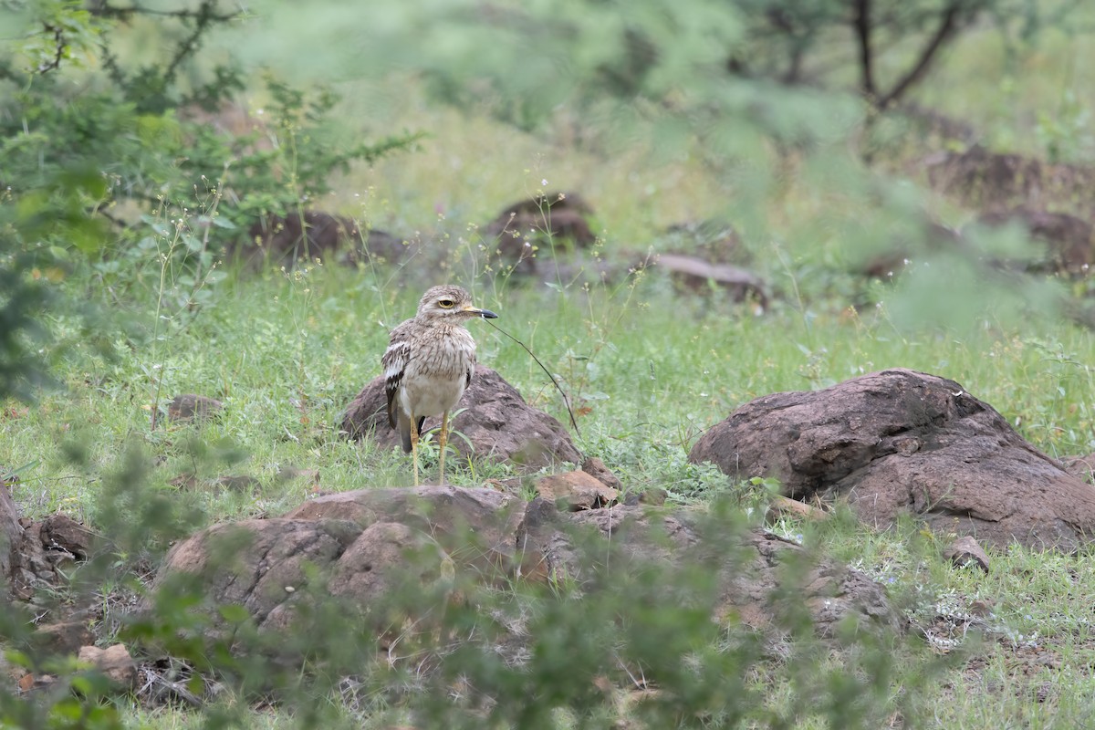 Лежень індійський - ML646032346