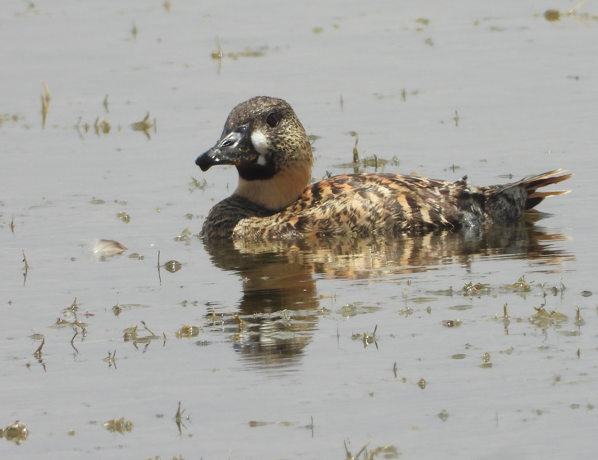 Стромярка - ML646032347