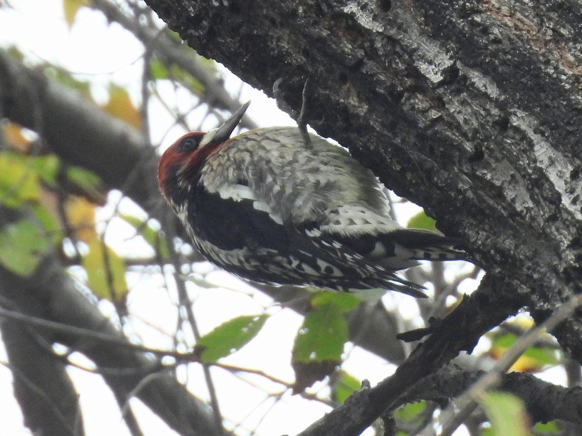 Дятел-смоктун червоноголовий - ML646032349