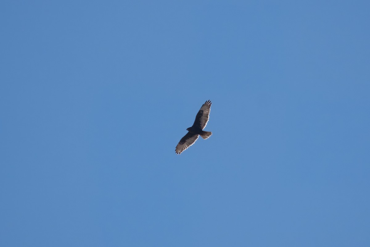 Канюк королівський - ML646032350