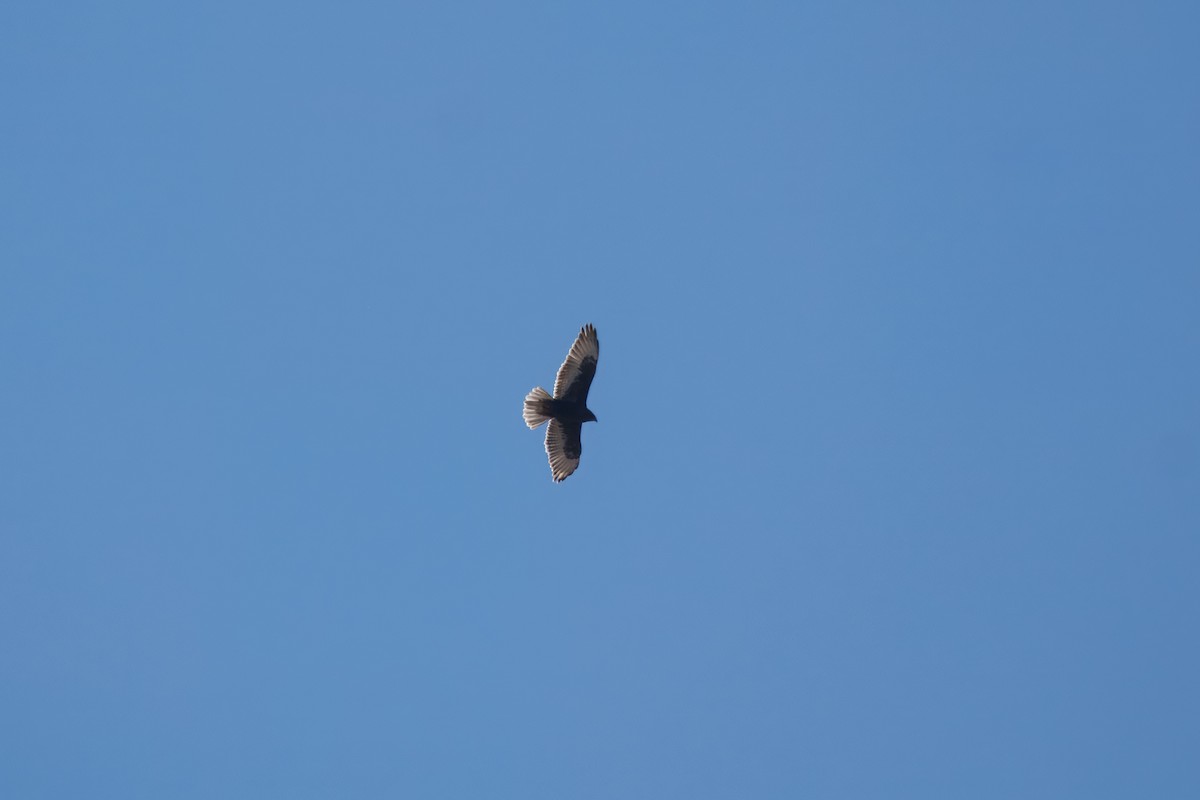 Канюк королівський - ML646032351