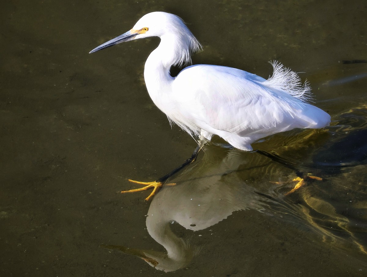 Чепура американська - ML646032352