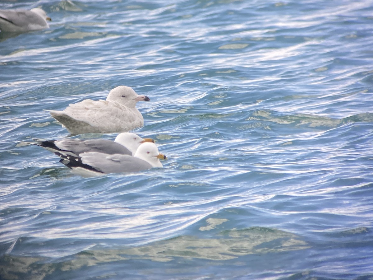 Glaucous Gull - ML646032354