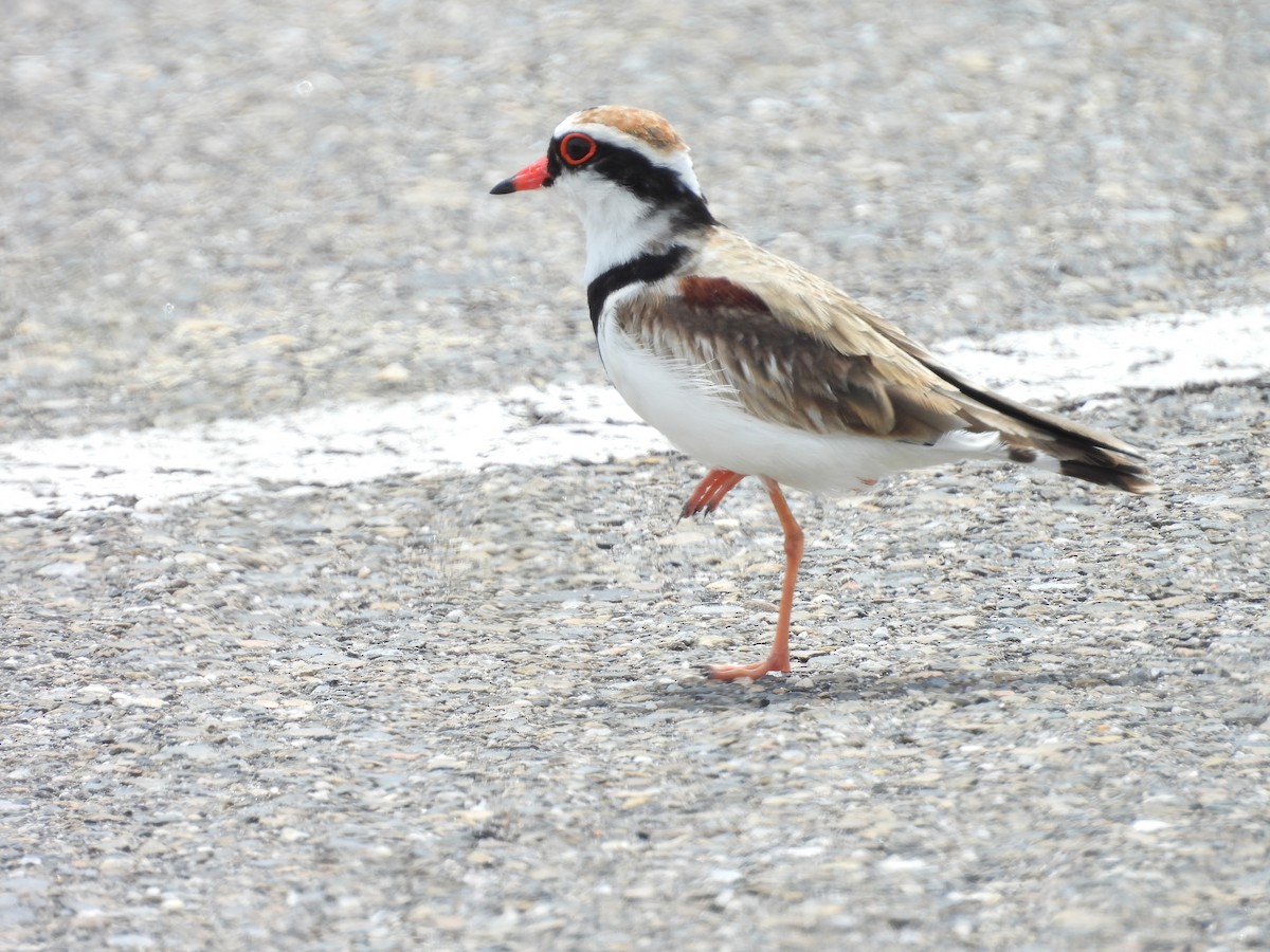 Black-fronted Dotterel - ML646032356