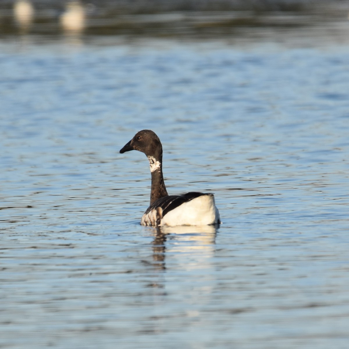 Branta musubeltza - ML646032357