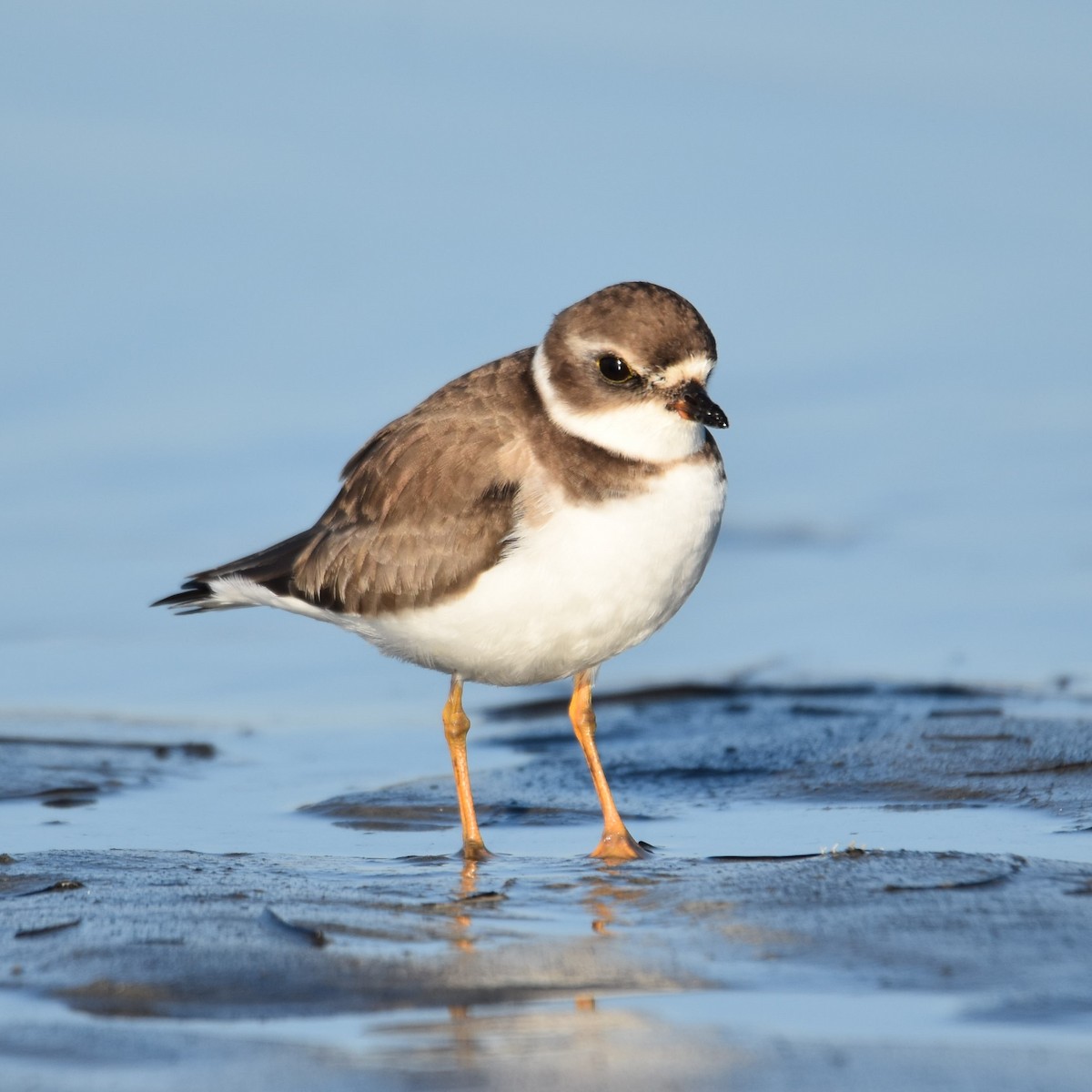 Txirritxo erdipalmatua - ML646032358