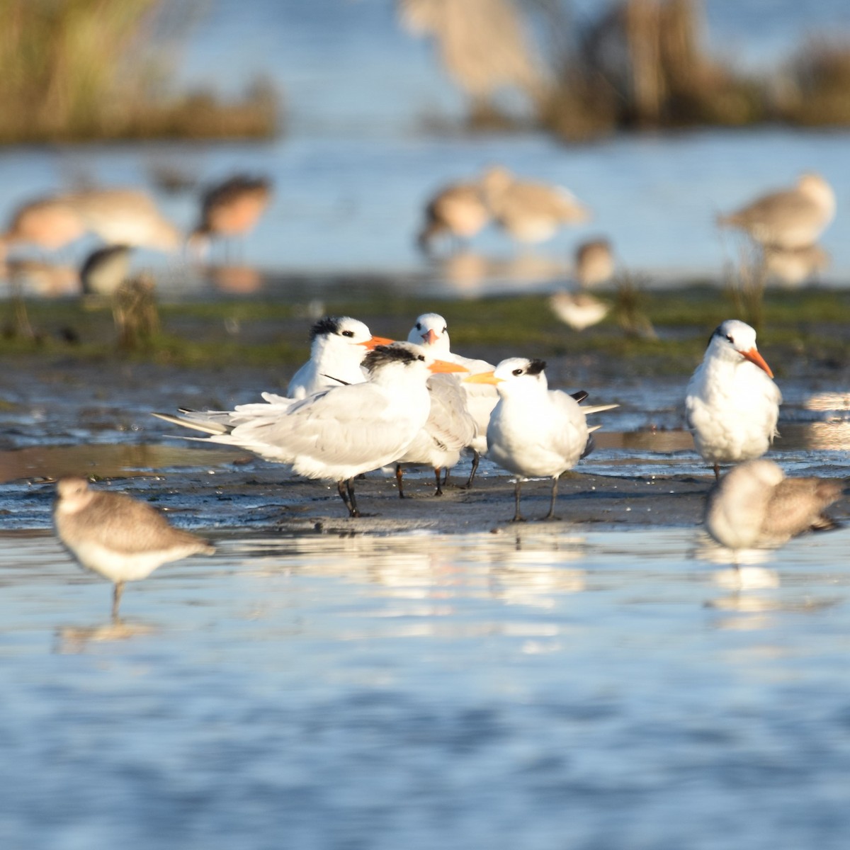 Txenada handi amerikarra - ML646032361