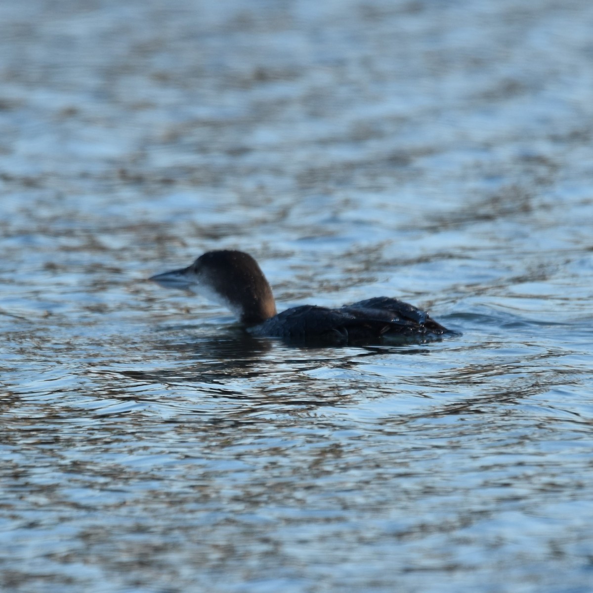 Aliota handia - ML646032362