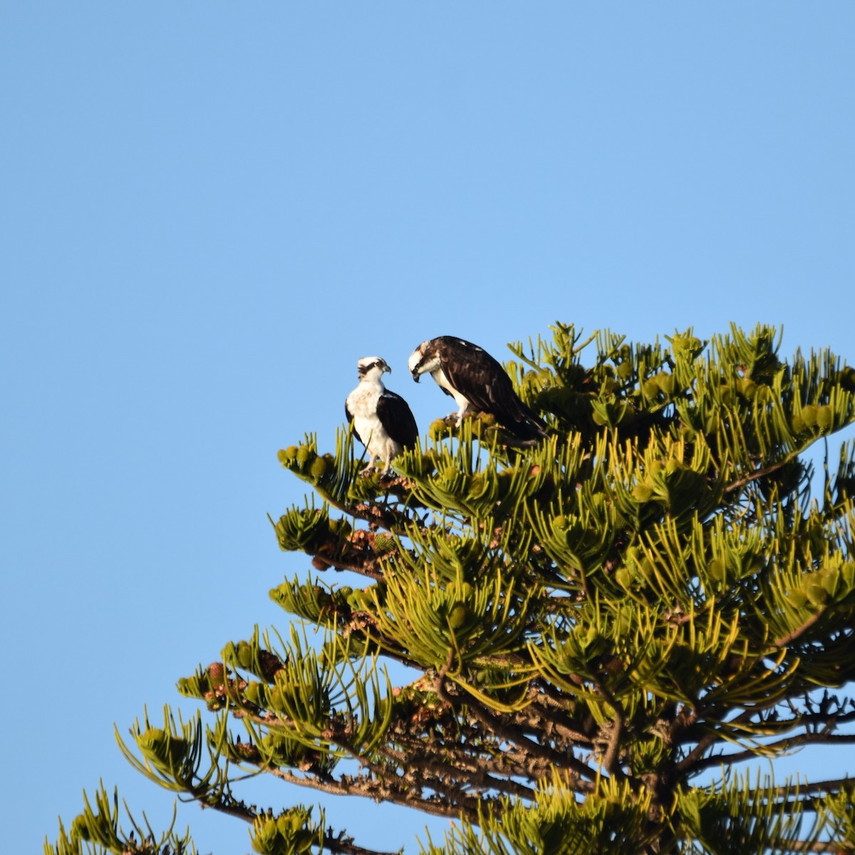 Arrano arrantzalea - ML646032364