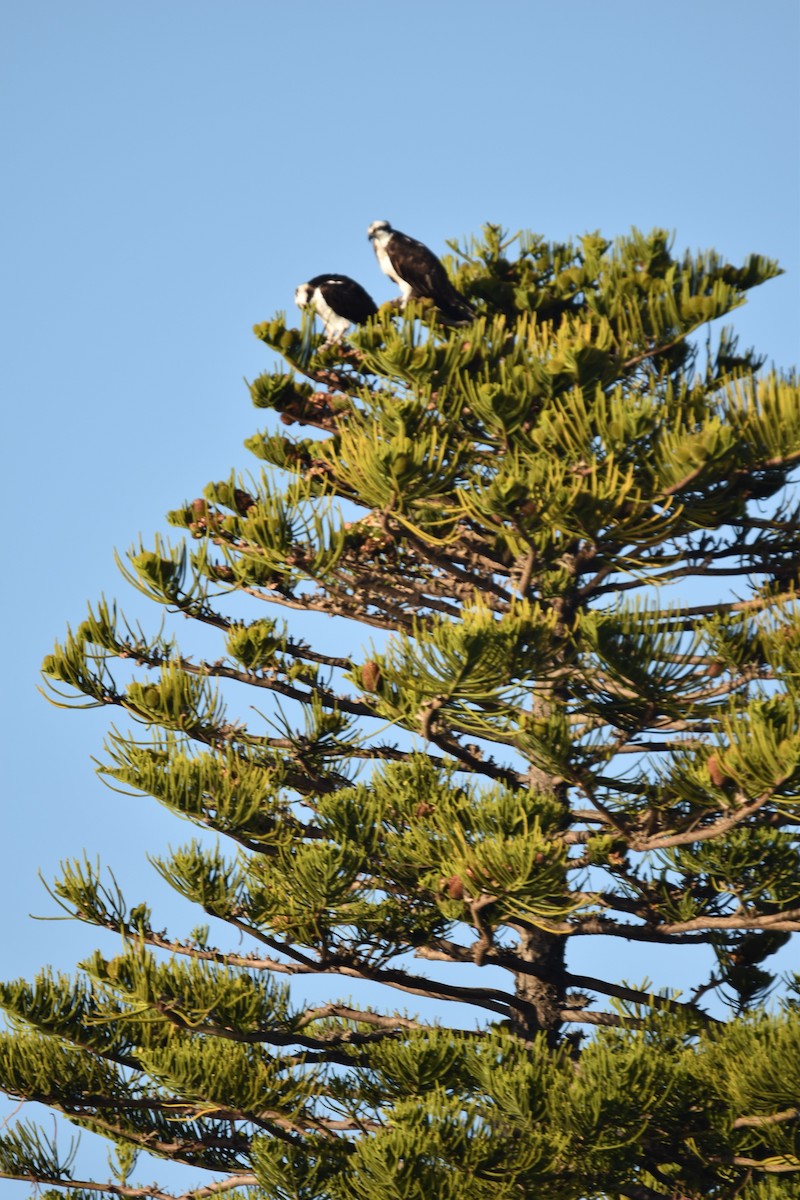 Arrano arrantzalea - ML646032365