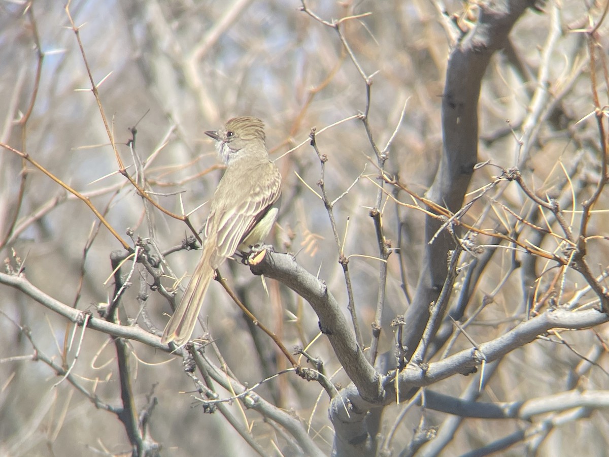 Nutting's Flycatcher - ML646032374