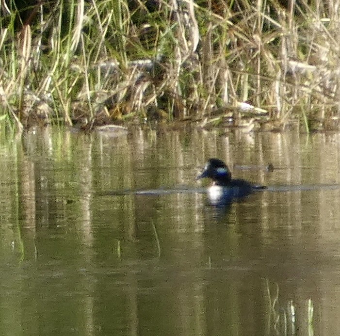 Bufflehead - ML646032375